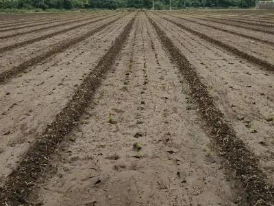 7 Bigha Agricultural Land for Sale 7 Bigha Agricultural Land for Sale