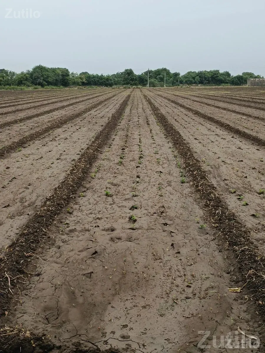 7 Bigha Agricultural Land for Sale - Land & Plots - Mendarda - Image 1