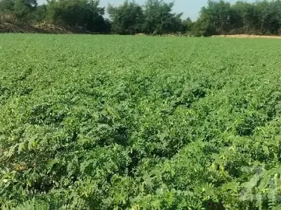 Fertile Green Farmland Plot in Keshod Fertile Green Farmland Plot in Keshod