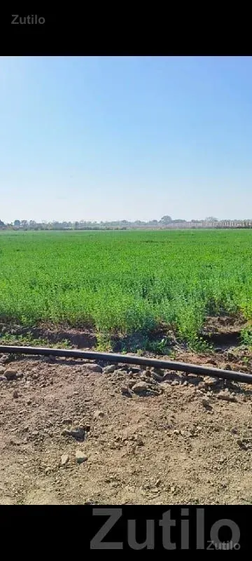 Green Farmhouse Plot Land for Sale - જમીન અને પ્લોટ - ભાણવડ - Image 2