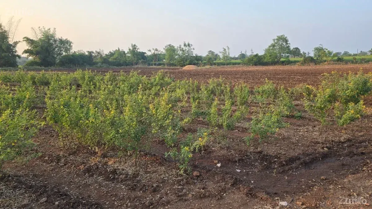 ભાણવડ થી નાવગામ થી ગુંદા - Land & Plots - Bhanvad - Image 1