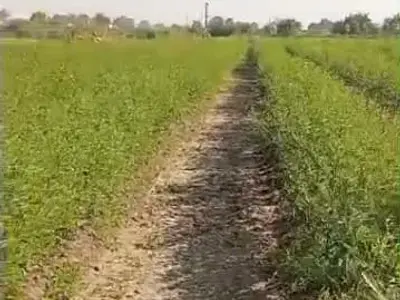 જમીન વેચવાની છે જમીન વેચવાની છે