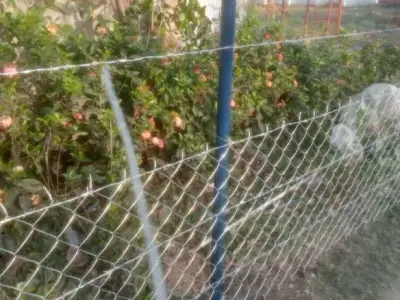 Chain Link Wire Fencing with Metal Posts