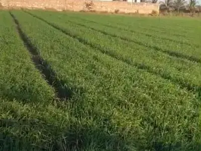 Fertile Agricultural Land in Jamjodhpur