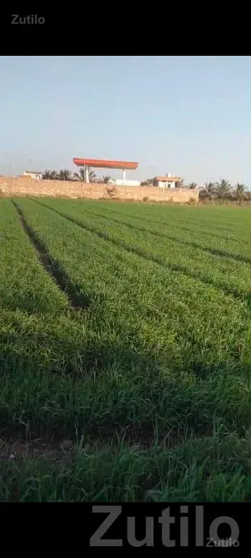 Fertile Agricultural Land in Jamjodhpur - જમીન અને પ્લોટ - જામજોધપુર - Image 1
