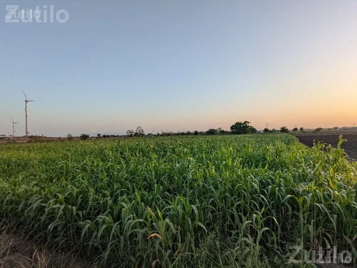 8 Vigha Agricultural Land for Sale - Land & Plots - Bhanvad - Image 2