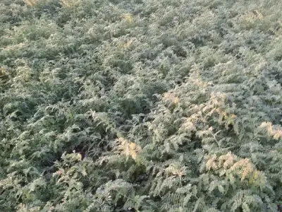 Fertile Agricultural Land for Sale Fertile Agricultural Land for Sale