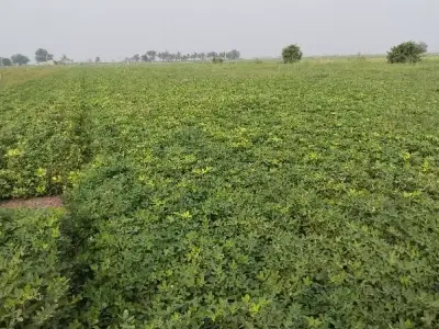 5 Vigha Fertile Green Farmland Plot 5 Vigha Fertile Green Farmland Plot