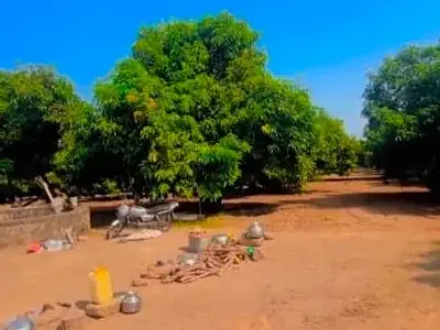 Dwarkesh Mango Farm Plot with Water Well Dwarkesh Mango Farm Plot with Water Well