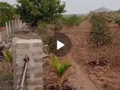 46 Vigha Fenced Bagicho Land in Dhari