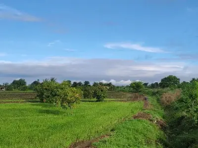 13 Vigha Fertile Green Farmland Plot 13 Vigha Fertile Green Farmland Plot