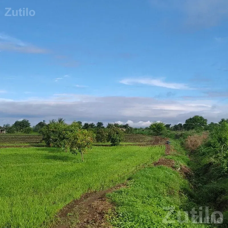 13 Vigha Fertile Green Farmland Plot - જમીન અને પ્લોટ - તલાલા - Image 1