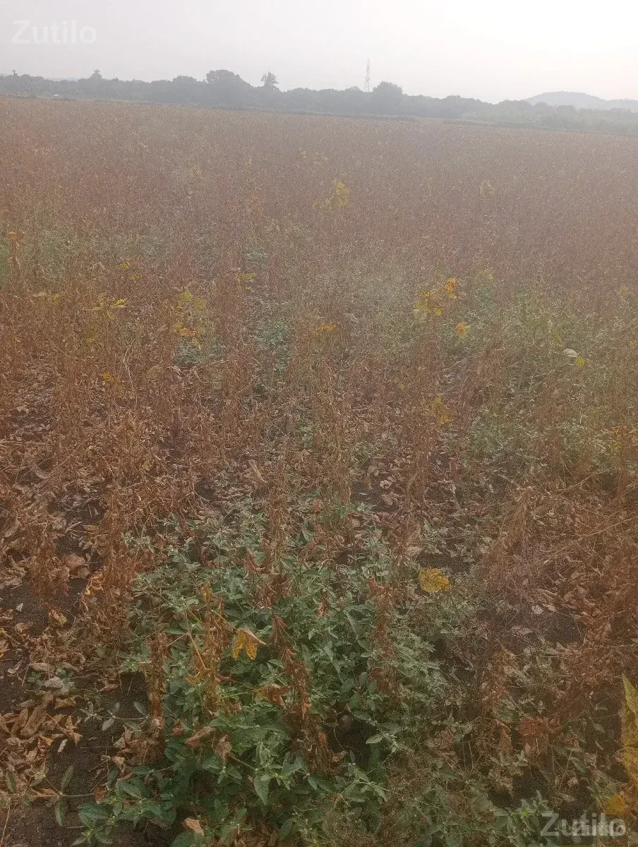 જે કોઈ ને જમીન લેવી હોય તે મને - Land & Plots - Mendarda - Image 3