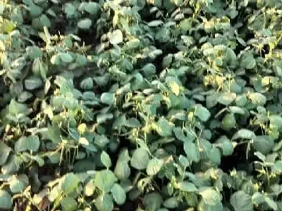 18 Bigha Fertile Agriculture Land Sale 18 Bigha Fertile Agriculture Land Sale