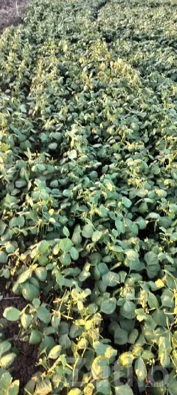 18 Bigha Fertile Agriculture Land Sale - જમીન અને પ્લોટ - ભાણવડ - Image 1
