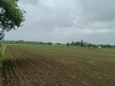 Five Vigha Agricultural Land with Well and Drip Five Vigha Agricultural Land with Well and Drip