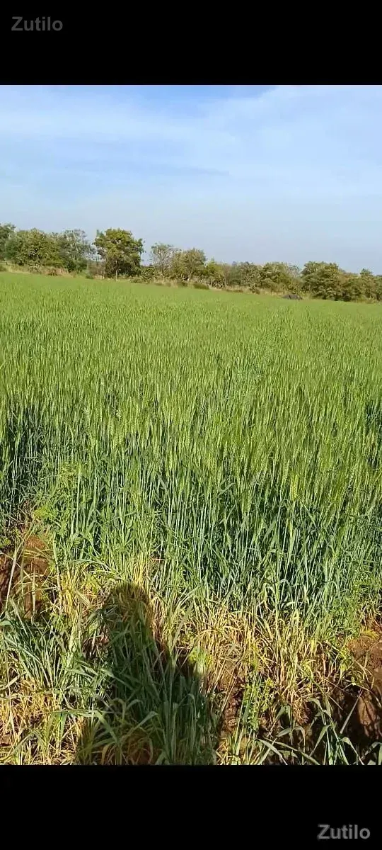 20 vigha rode touch - Land & Plots - Junagadh City - Image 3