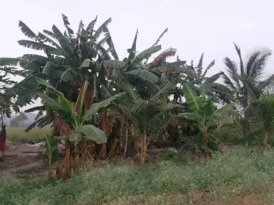 32 Bigha Irrigated Farm Land for Sale 32 Bigha Irrigated Farm Land for Sale