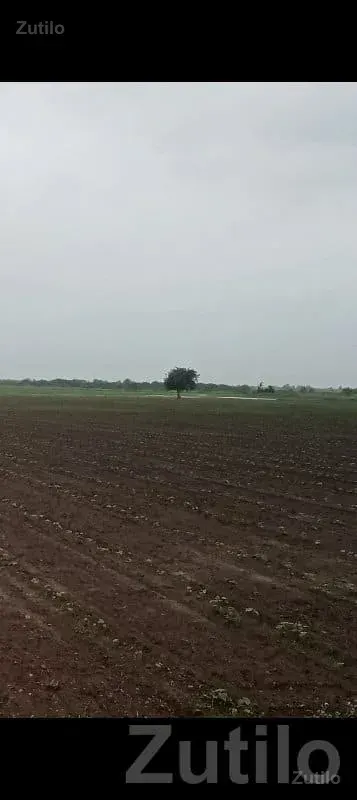 Road Touch Farmland Plot in Savarkundla - જમીન અને પ્લોટ - સાવરકુંડલા - Image 2