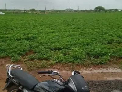 Green Fertile Agriculture Land Plot Sale Green Fertile Agriculture Land Plot Sale