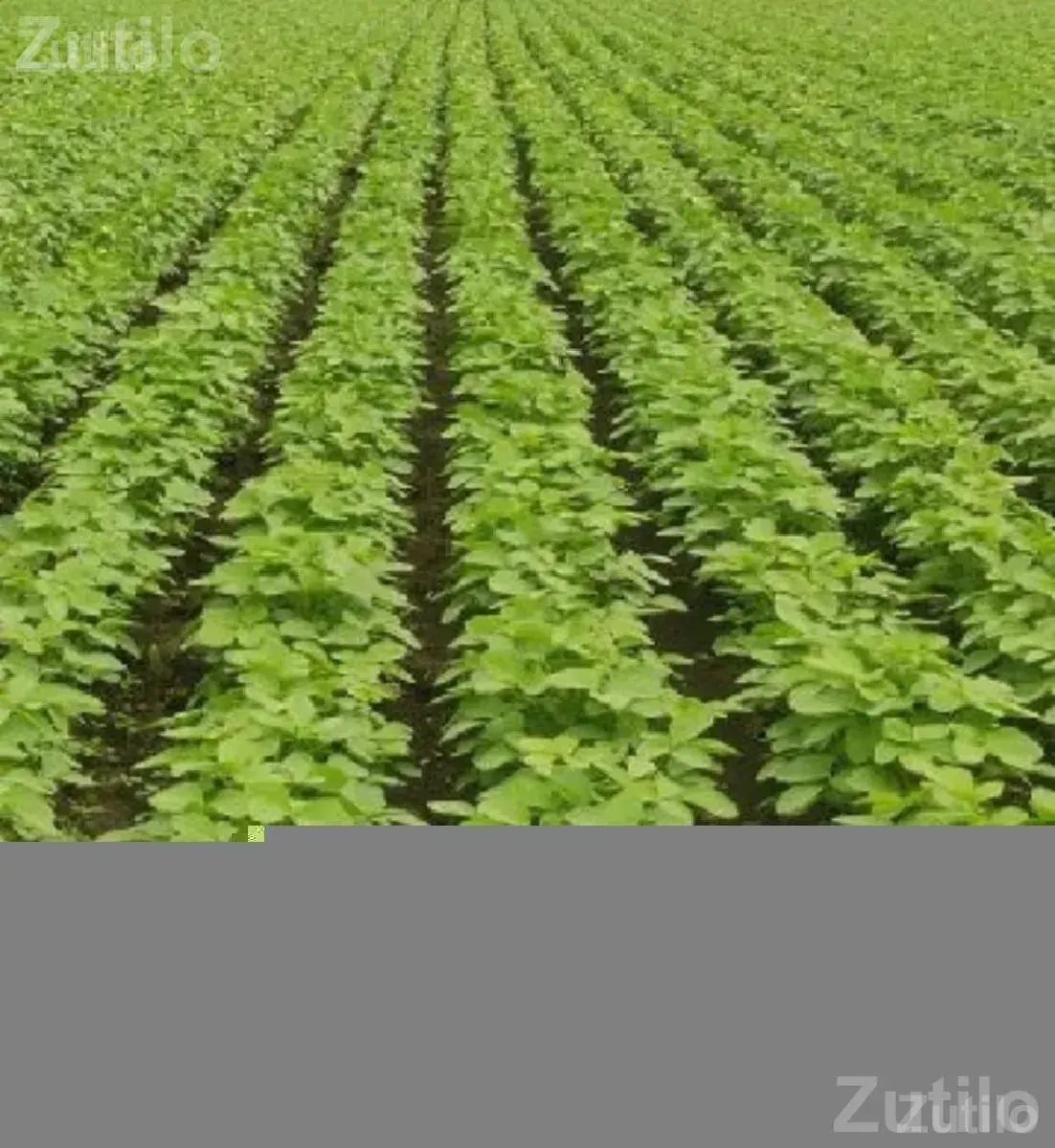 11.5 Vigha Agricultural Land with Borewells - Land & Plots - Dhoraji - Image 2