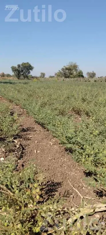 Agricultural Land with Green Gram Crop - જમીન અને પ્લોટ - મુળી - Image 5