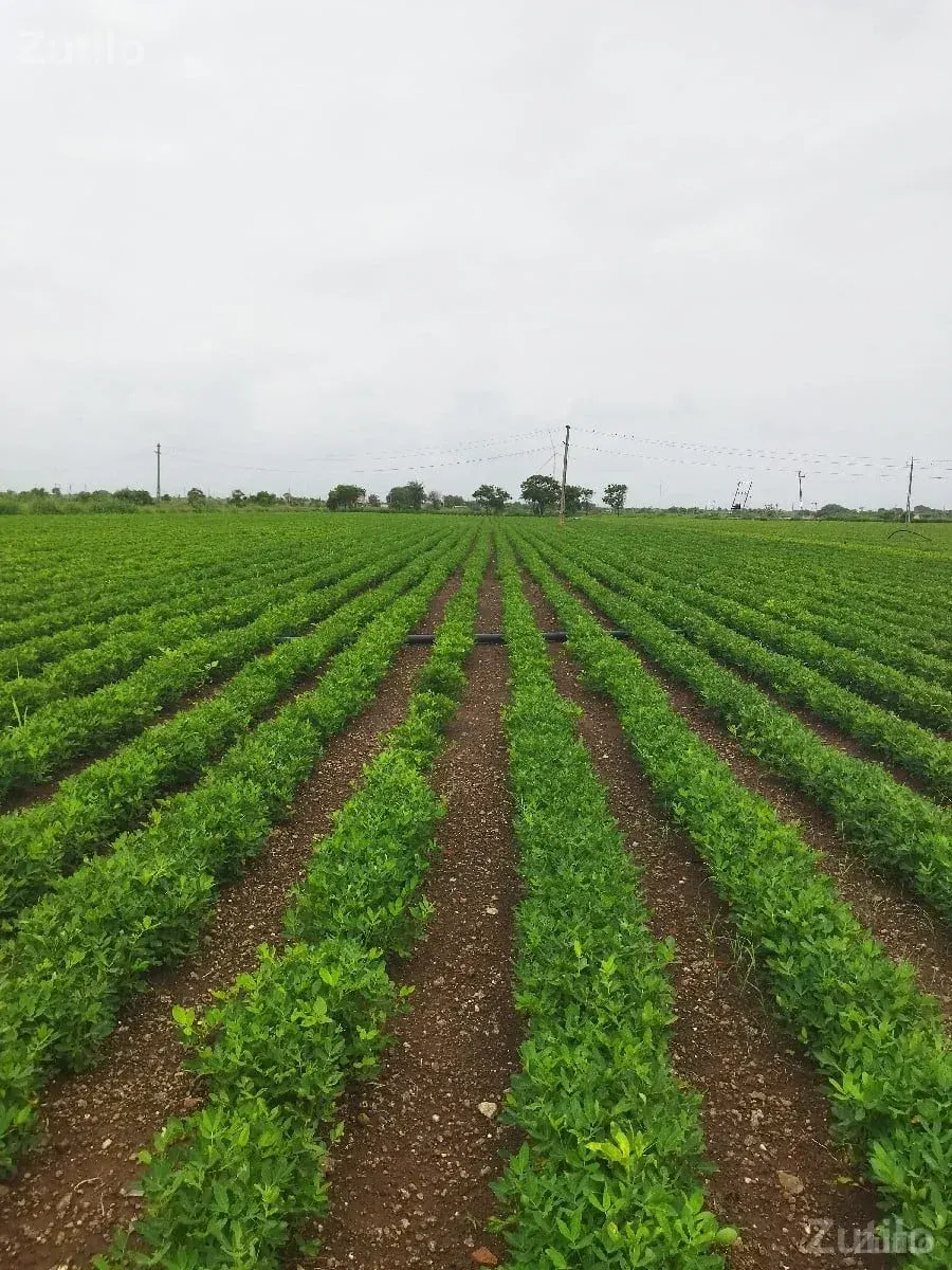 12 વિઘા જમીન વેચવાની છે - Land & Plots - Dwarka - Image 2