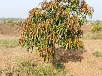 45 Vigha Agricultural Land with Mango Orchard 45 Vigha Agricultural Land with Mango Orchard