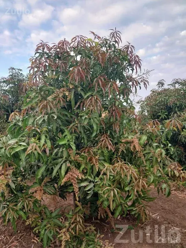 Dharampur Mango Orchard Farmland Plot - Land & Plots - Dharampur - Image 2
