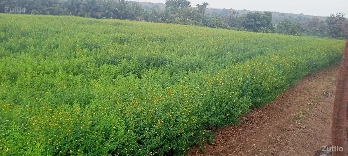 જમીન - Land & Plots - Somnath - Image 3