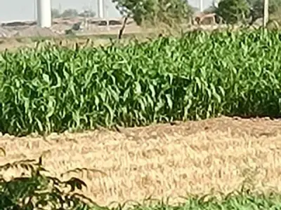 Fertile Green Farmland with Windmills View Fertile Green Farmland with Windmills View