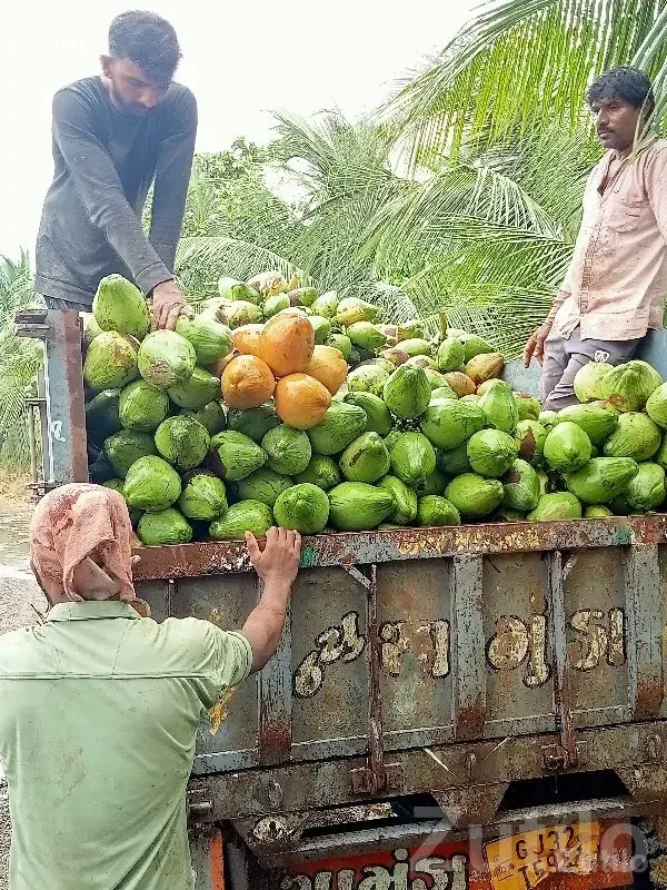 Fertile Coconut Farm Land for Sale - જમીન અને પ્લોટ - તલાલા - Image 3