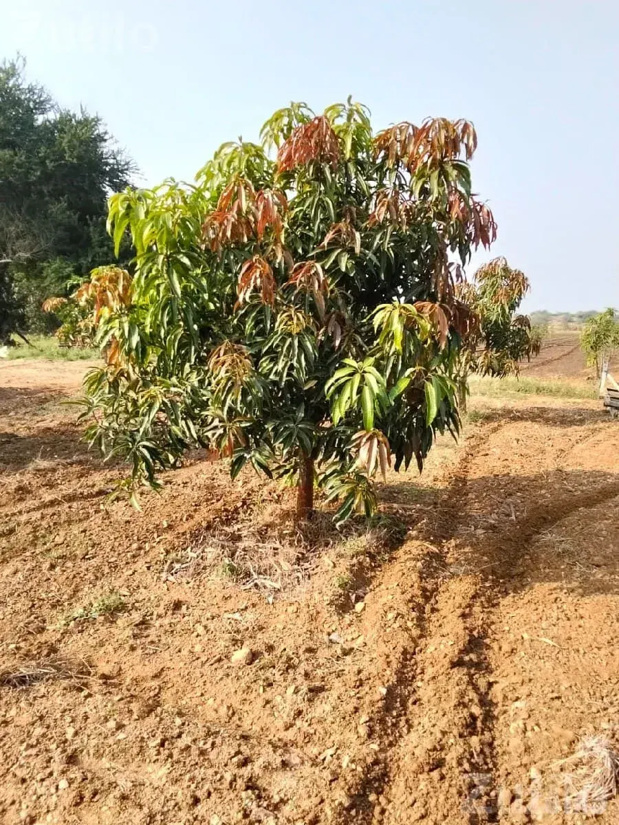 45 Vigha Agricultural Land with Mango Orchard - જમીન અને પ્લોટ - જામજોધપુર - Image 2