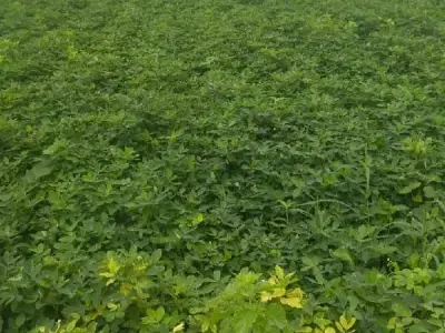 Fertile Irrigated Farmland for Sale Fertile Irrigated Farmland for Sale