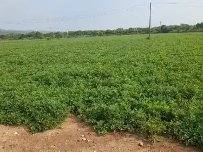 Fertile Green Agricultural Land Plot Fertile Green Agricultural Land Plot