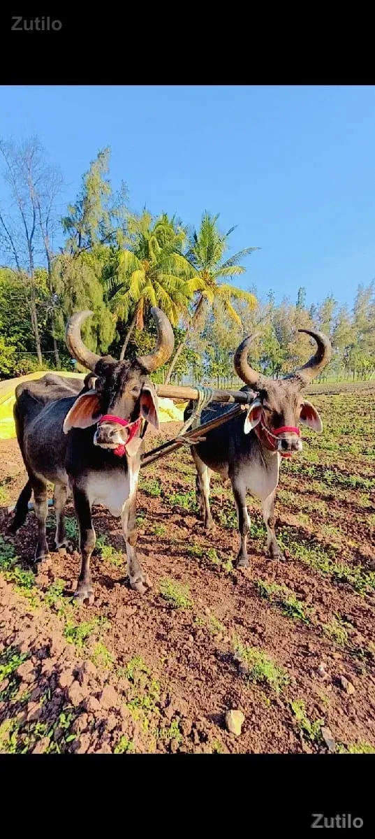 ગોધલા અને બળદ વેચવાના છે - Mobile Phones - Bhavnagar City - Image 3