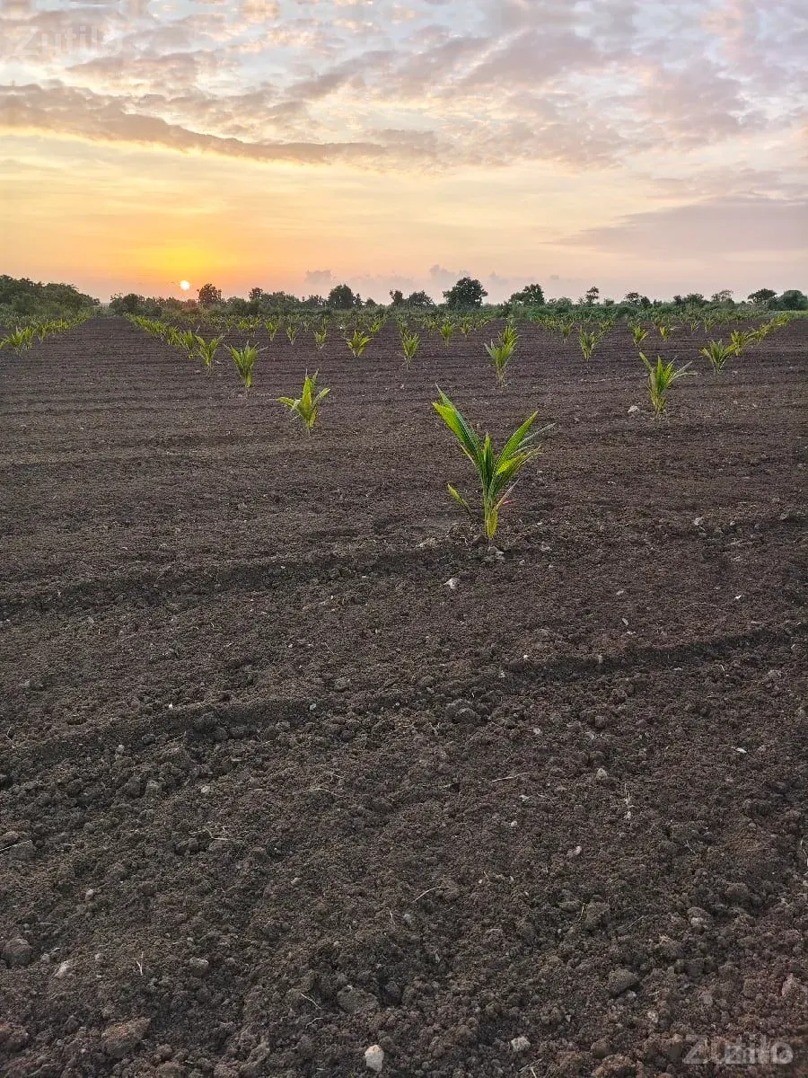 જમીન વેચવાની છે 5.5 - Land & Plots - Somnath - Image 2