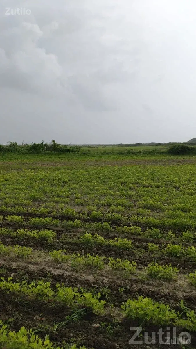 Fertile Agricultural Land in Kalyanpur - Land & Plots - Kalyanpur - Image 1