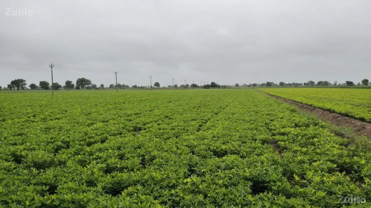 જમીન વેચાણ પાણીવારી - Land & Plots - Bhanvad - Image 1