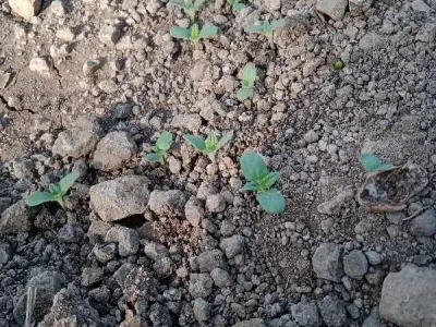Fertile Gardening Land in Santalpur Fertile Gardening Land in Santalpur