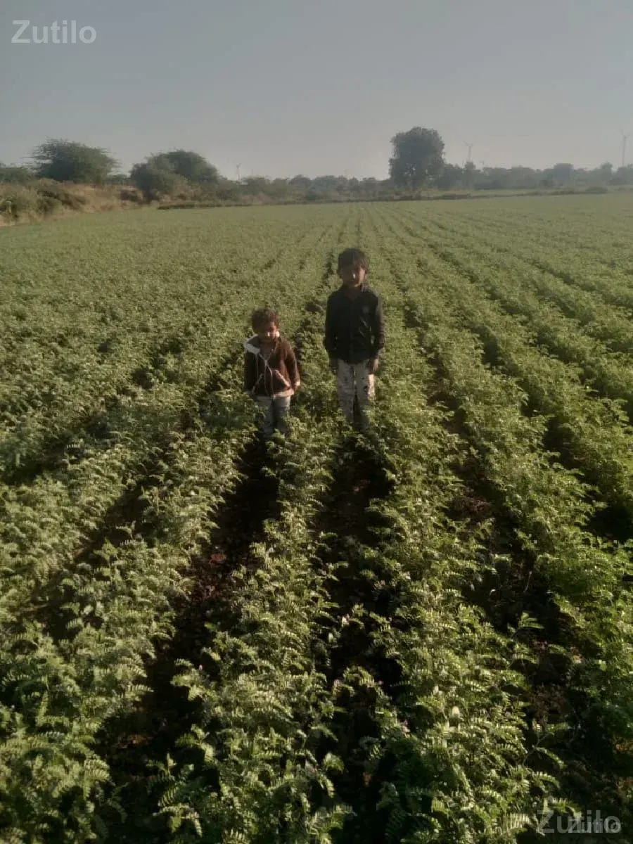જામીન - Land & Plots - Jasdan - Image 1