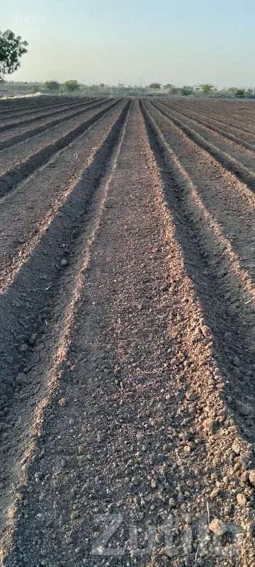 Fertile Agriculture Land for Sale Lalpur - જમીન અને પ્લોટ - લાલપુર - Image 1