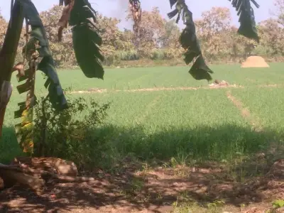 16 Vigha Fertile Agricultural Land for Sale 16 Vigha Fertile Agricultural Land for Sale