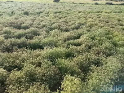 Agricultural Land for Sale in Kutch Agricultural Land for Sale in Kutch