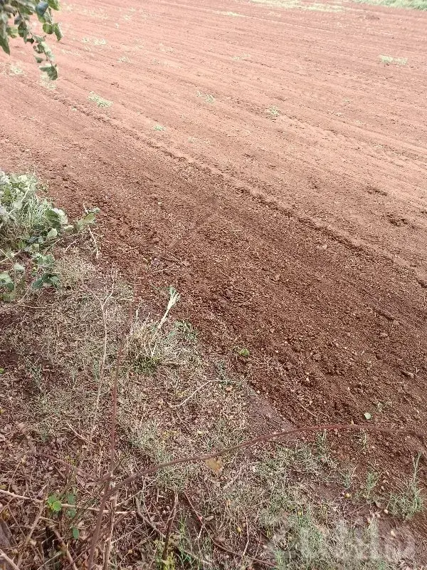 Fertile Agricultural Land in Bhanvad - જમીન અને પ્લોટ - ભાણવડ - Image 2