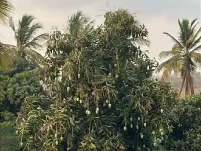 Talala Farm Land with Mango Trees for Sale