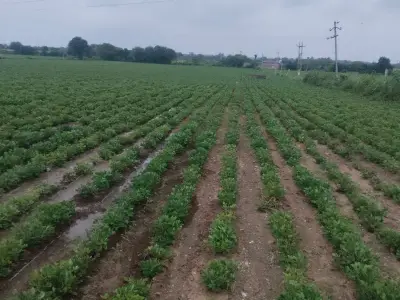 Fertile Agriculture Land for Sale, Talala Fertile Agriculture Land for Sale, Talala