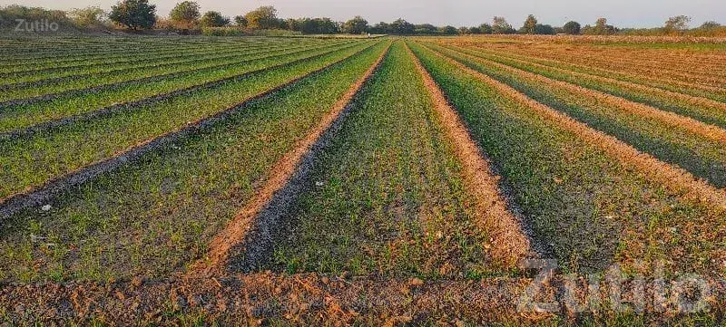 6.5 Bigha Fertile Agricultural Land Plot - Land & Plots - Jamkandorna - Image 3