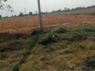 Roadside Agricultural Land in Mangrol Roadside Agricultural Land in Mangrol