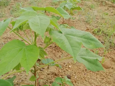 જમીન વેચવાની જમીન વેચવાની